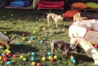 Best Friends Köpek ve Kedi Oteli