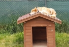 Asil Köpek Oteli