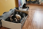 Jordanpack Köpek Oteli