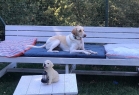 Petsody Köpek Klübü